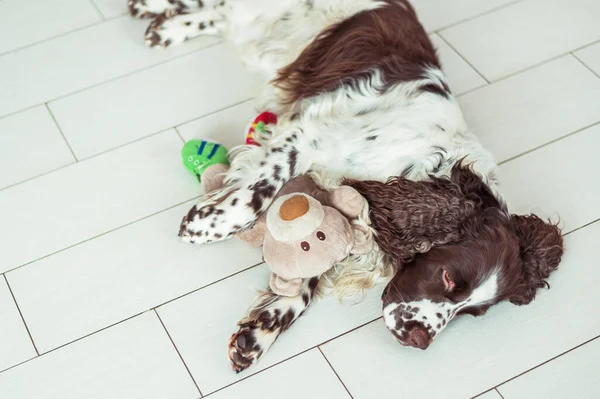 English Springer Spaniel breed dog is lying down on the floor next with your favorite soft toy. Pets dog is sleeping in an embrace with a Teddy bear