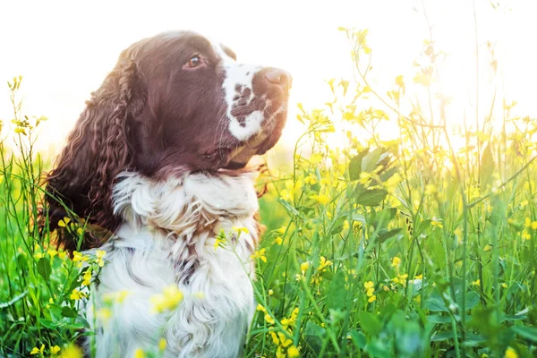 Dog breed English Springer Spaniel walking in summer wild yellow flowers field. Cute pet close up in nature outdoors on wild flowers meadow