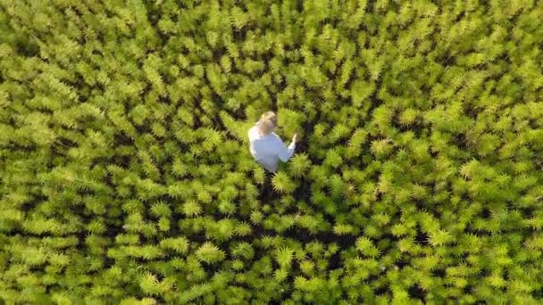 Flygfoto Vetenskapsman Fältet Observera Cbd Hampa Blommor Med Förstoringsglas Han — Stockvideo