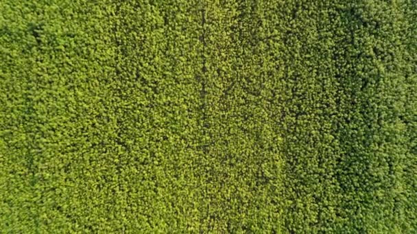 広々とした美しいCbd麻畑の閉鎖までの空中トップビュー 薬用およびレクリエーションマリファナ植物栽培 — ストック動画