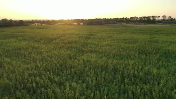 Weite Luftaufnahme Von Einem Wunderschönen Cbd Hanffeld Bei Sonnenuntergang Anbau — Stockvideo