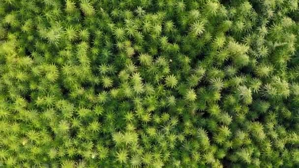广阔的空中俯瞰美丽的Cbd大麻场 药用和娱乐性大麻植物种植 — 图库视频影像