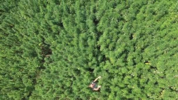 Aerial Shot Hippie Girl Jumping Cultivated Cbd Cáñamo Plants Field — Vídeo de stock