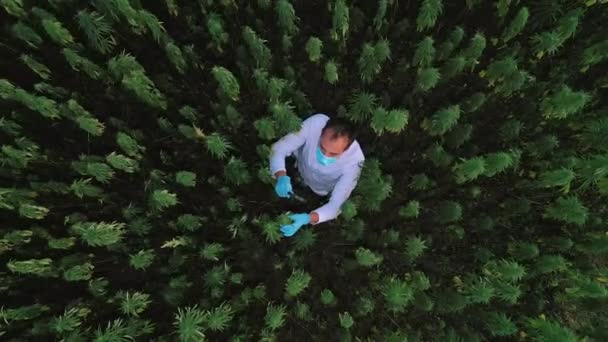マリファナ畑での科学者の空中撮影虫眼鏡でCbd麻の花を観察 — ストック動画