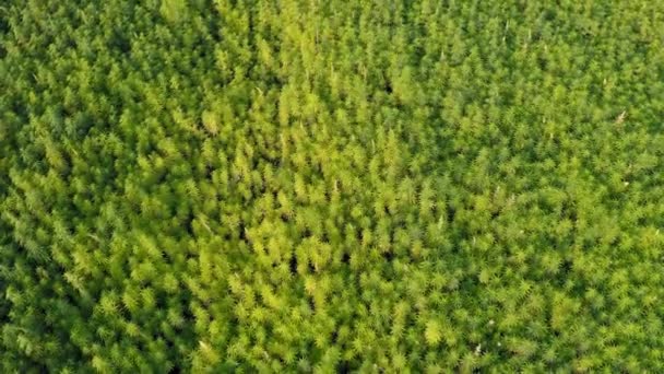 美しいCbd麻フィールドにドローンダイビングの空中ビューの地平線を明らかにする 薬用およびレクリエーションマリファナ植物栽培 — ストック動画