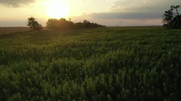 Luchtfoto Van Mooie Winderige Cbd Hennepveld Bij Zonsondergang Medicinale Recreatieve — Stockvideo