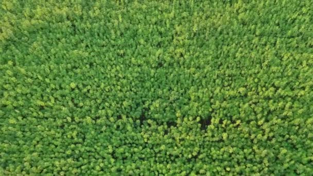 Vista Superior Puesta Sol Aérea Ancho Medio Hermoso Campo Cáñamo — Vídeo de stock