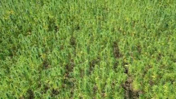 美しいCbd麻畑の中広い空中ビュー 薬用およびレクリエーションマリファナ植物栽培 — ストック動画