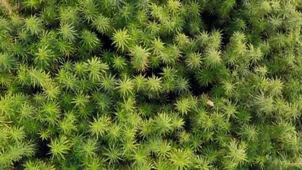 美しいCbd麻畑の中広い空中トップビュー 薬用およびレクリエーションマリファナ植物栽培 — ストック動画