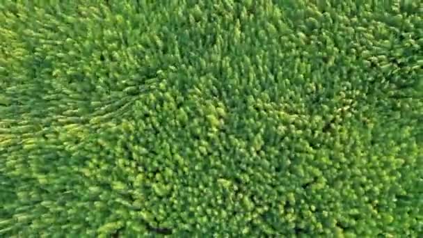 Trippy vue aérienne de la belle marijuana CBD champ de chanvre affecté par le vent. Culture de marijuana médicinale et récréative .