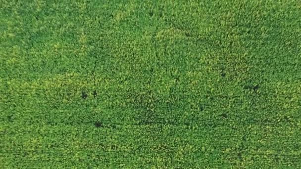 Large vue aérienne du coucher du soleil sur un beau champ de chanvre CBD. Culture de marijuana médicinale et récréative.