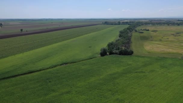 Широкий Повітряний Вигляд Красивого Поля Cbd Коноплі Вирощування Лікарських Рекреаційних — стокове відео