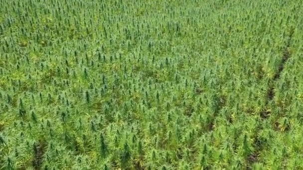一个美丽的Cbd麻麻场的中宽空中景观 药用和娱乐性大麻植物种植 — 图库视频影像