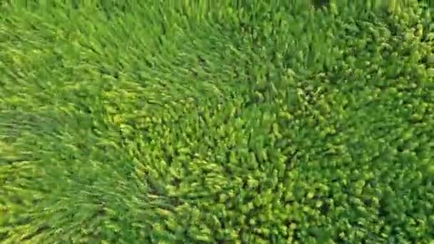Trippy Aerial View Beautiful Marijuana Cbd Hemp Field Affected Wind — Stock Video