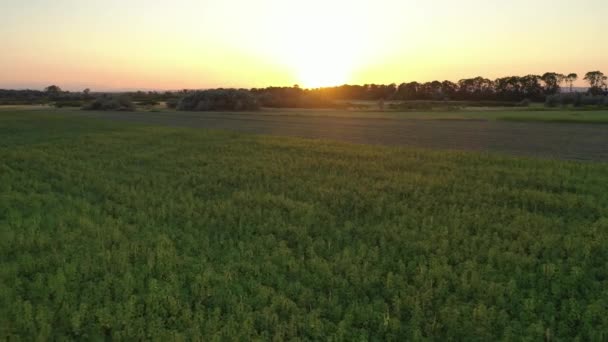 Wide Aerial Sunset View Beautiful Cbd Hemp Field Medicinal Recreational — Stock Video