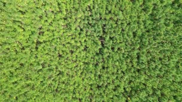 Широкий Вид Сверху Красивое Поле Конопли Cbd Лечебное Рекреационное Выращивание — стоковое видео
