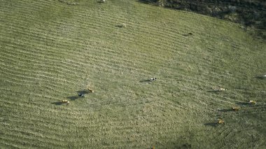 Yeşil çayırlarda otlayan ineklerin havadan görünüşü .
