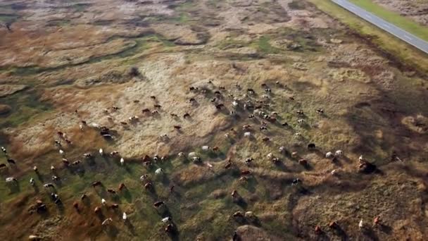 Vue aérienne du pâturage des vaches sur les pâturages verts  