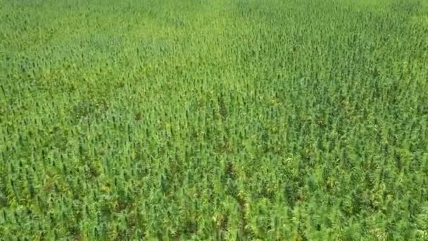 Vue aérienne d'un drone plongeant dans le magnifique champ de chanvre CBD révélant l'horizon. Culture de marijuana médicinale et récréative.