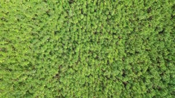 Wide Aerial Top View Beautiful Cbd Hemp Field Medicinal Recreational — Stock Video