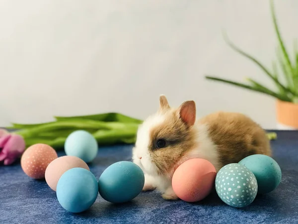 复活节兔子，篮子里有彩蛋、糖果和郁金香，放在木制桌子上。复活节装饰、复活节概念背景. — 图库照片