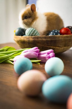 Paskalya tavşanı sepetinde renkli yumurtalar, şekerler ve ahşap masada laleler. Paskalya bayramı süslemeleri, Paskalya konsepti.