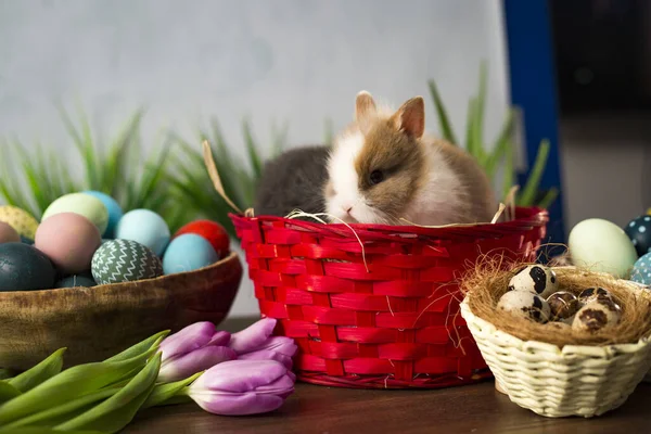 Conejo de Pascua en cesta con huevos coloridos, caramelos y tulipanes en mesa de madera. Decoraciones de vacaciones de Pascua, fondo concepto de Pascua . — Foto de Stock