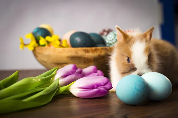 Пасхальный кролик в корзине с красочными яйцами, конфетками и тюльпанами на деревянном столе. Пасхальные украшения, Пасха концепция фона . — стоковое фото