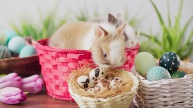 Cute Easter bunnies in basket with colorful eggs and tulips on wooden table. Easter holiday decorations, Easter concept background.