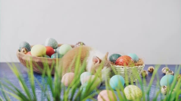 Lindo Conejito Pascua Mesa Con Coloridos Huevos Tulipanes Decoraciones Vacaciones — Vídeo de stock