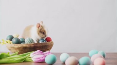 Cute Easter bunny on wooden table with colorful eggs and tulips . Easter holiday decorations, Easter concept background.