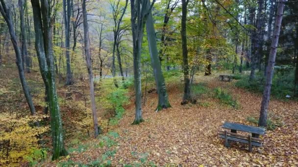 Pemandangan Udara Daun Coklat Sekitar Bangku Kayu Taman Musim Gugur — Stok Video