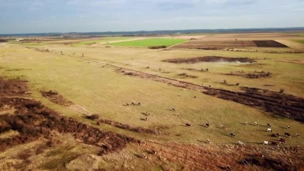 Vista Aérea Vacas Pastando Pastizales Verdes — Vídeos de Stock