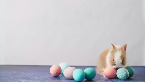 カラフルな卵と羽でテーブルの上にかわいいイースターバニー イースターの祝日の飾り — ストック動画