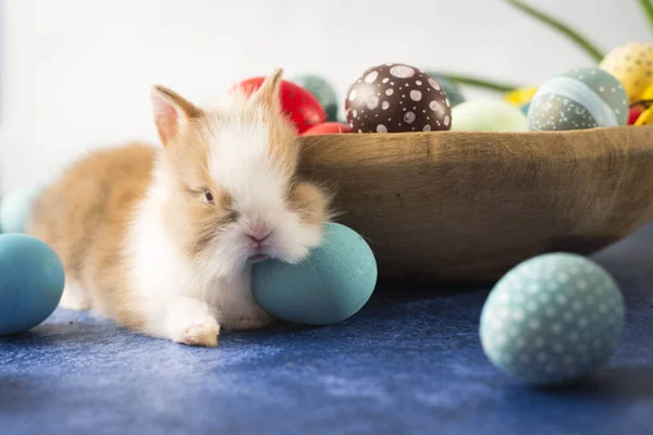 Conejo Pascua Canasta Con Coloridos Huevos Plumas Decoraciones Vacaciones Pascua — Foto de Stock