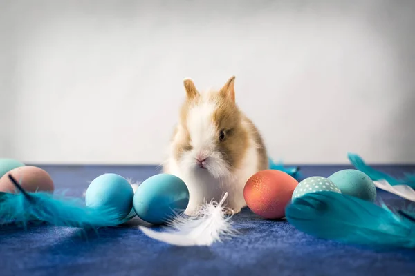 Conejo Pascua Canasta Con Coloridos Huevos Plumas Decoraciones Vacaciones Pascua — Foto de Stock