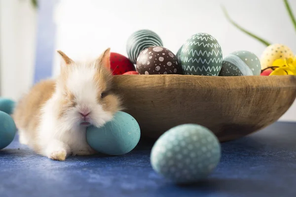 Conejo Pascua Canasta Con Coloridos Huevos Plumas Decoraciones Vacaciones Pascua — Foto de Stock