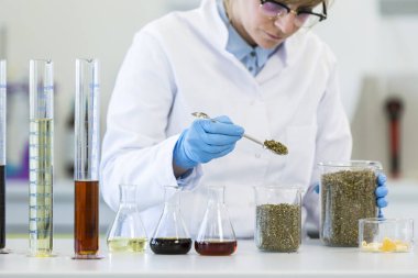 Bilimadamları laboratuvar deneyleri sırasında marihuana keneviri ve tohumları saat camına döküyorlar. CBD ve CBDA yağları ve cam tüpler masada. Esrardan alınan sağlık eczanesi.