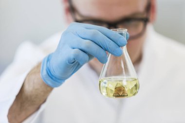 Gözlük takan erkek kimya bilimcisi laboratuvarda kenevir CBD ve CBDA yağlarıyla çalışıyor. Lateks eldiven, cam tüpler ve erlenmeyer şişeleri kullanıyor. Esrar tohumlarından alınan sağlık hizmetleri eczanesi.