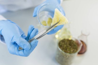 Tıbbi lastik eldivenli eller kenevir CBD ve CBDA terpsolat tutuyor. Laboratuvarda saat camında cımbız var. Sağlık hizmetleri eczanesi kavramı.