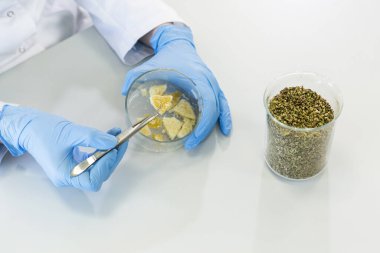 Tıbbi lastik eldivenli eller kenevir CBD ve CBDA terpsolat tutuyor. Laboratuvarda saat camında cımbız var. Sağlık hizmetleri eczanesi kavramı.