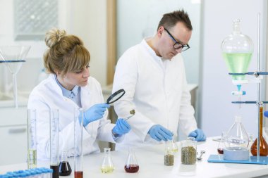 Bilim adamları eczacılık laboratuarında marihuana tomurcuklarına yakından bakıyorlar. CBD ve CBDA yağları mezuniyet silindirleri ve Erlenmeyer mataraları içinde. Kenevir tohumları beherlerde..