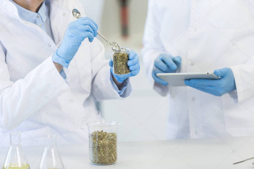 Scientists hands working with marijuana seeds in beaker during experiment in laboratory. CBD and CBDa oils and glass tubes are on table. Healthcare pharmacy from cannabis