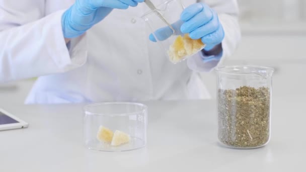 研究室でのテルペンCbd結晶を扱う手 化学者は実験室で麻テンペ結晶を検査する 彼女はピンセットを使ってガラスを見ている マリファナの芽がテーブルにあります — ストック動画