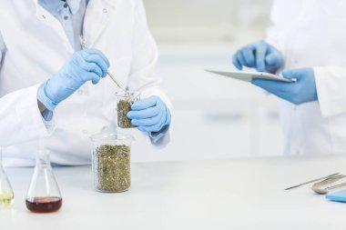 Laboratuvardaki deney sırasında deney kabında marihuana tohumlarıyla çalışan bilim adamları. CBD ve CBDA yağları ve cam tüpler masada. Esrardan alınan sağlık eczanesi