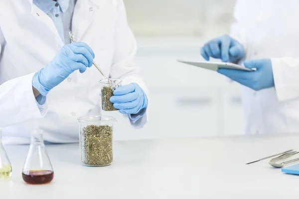Laboratuvardaki deney sırasında deney kabında marihuana tohumlarıyla çalışan bilim adamları. CBD ve CBDA yağları ve cam tüpler masada. Esrardan alınan sağlık eczanesi