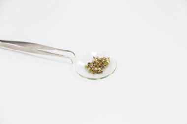 Laboratuar masasında içi marihuana tohumları ve arka planda CBD ve CBDA yağlarıyla dolu camları kapatın. Tıbbi esrar kaynaklı sağlık eczanesi.