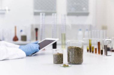 Tıbbi eldivenli eller laboratuvar masasının üzerinde beyaz tablete yazı yazıyor. Kenevir tohumu, marihuana tomurcuğu, CBD ve CBDA yağları masada. Esrar eczacılık sağlık hizmeti kavramı.