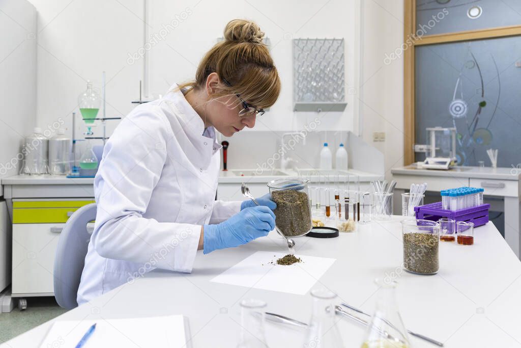 Scientist spills marijuana hemp and seeds on white paper during experiment in laboratory. CBD and CBDa oils and glass tubes are on table. Healthcare pharmacy from cannabis.