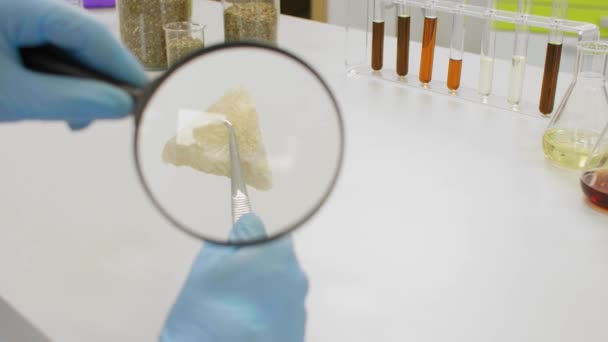 医療用ゴム手袋を保持している化学者の閉鎖麻CbdとCbdaは 実験室での時計ガラスでテルプソレート ヘルスケア薬局のコンセプト — ストック動画
